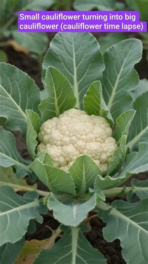 Small cauliflower turning into big cauliflower (cauliflower time lapse) #cauliflower #lifecycle
