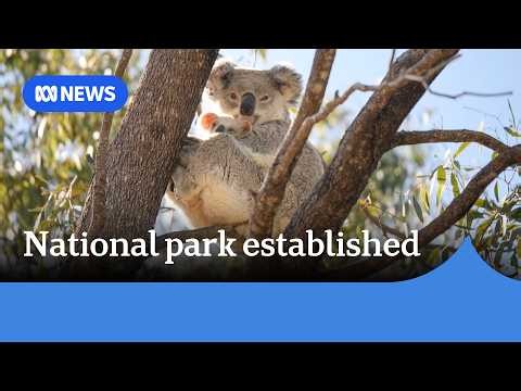 Great Koala National Park established after years of campaigning | ABC NEWS