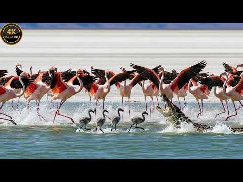 Flamingo Survival: 105 Days from Egg to Flight in the Deadly Salt Flats