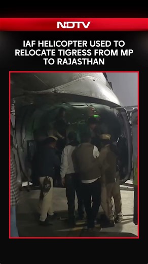 IAF MI-17 Helicopter Airlifts Tigress From Madhya Pradesh To Rajasthan In Historic First