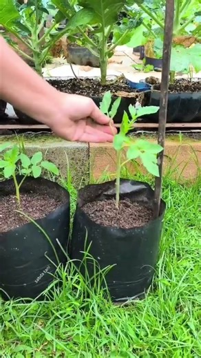 planting and caring for tomatoes in polybags