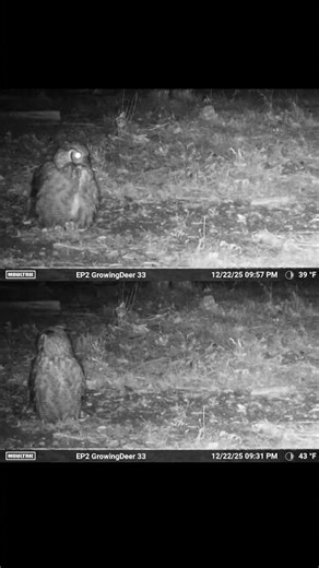 Owl caught on camera