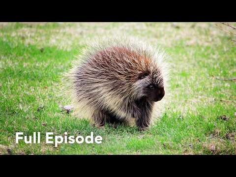 How do Starving Deer Survive in Winter | Wild Wild East 112