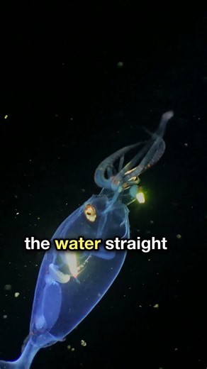 Nobody has seen a grown colossal squid