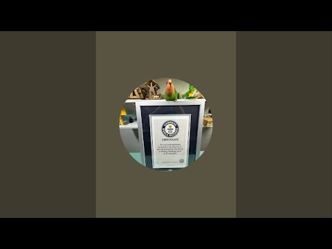 Cute and Smart Parrot Show
