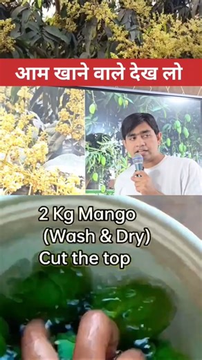 Mango Tree Problem 😨 फूल आते हैं पर फल क्यों नहीं बनते? Solution यहाँ! #svaravegcooking