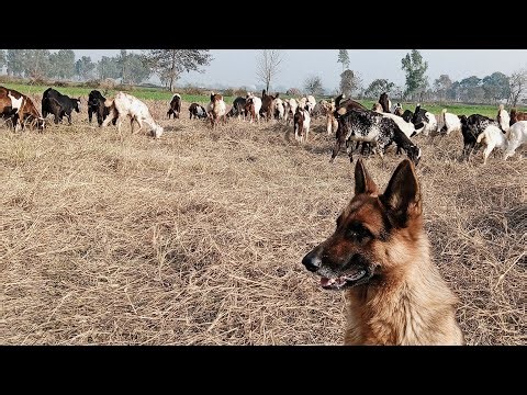 Mastering the Herd: Grazing Goats in Dry Grass with My German Shepherd ☀️🐐🐕‍🦺