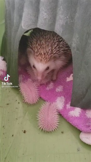 Newborn hedgehogs look pretty much different from the grown up ones. They are born a pale pink colour, and over the first few weeks of life, fur grows, and the skin gradually darkens as the brown spines come through.[📹 countryacres] https://t.co/xp7QERkBCB