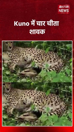 Kuno Cheetah Project: Joy at Kuno National Park as Female Cheetah Gives Birth to 4 Healthy Cubs