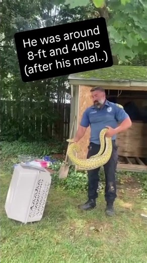 8-foot python that devoured possum rescued from N.J. backyard