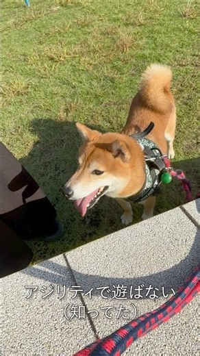 ドッグランを楽しむ柴犬 #柴犬 #犬のいる暮らし #ドッグラン #柴モブ