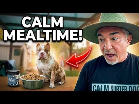 Here’s how I work with dogs like Zeus who have zero patience at mealtime 😂🐾