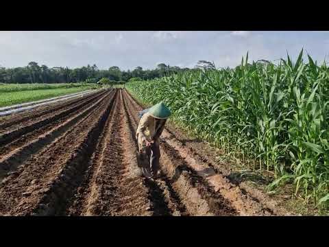 TRADITIONAL FARMING METHOD: MAKING RAISED BEDS BY VILLAGE FARMERS! - traditional farmer