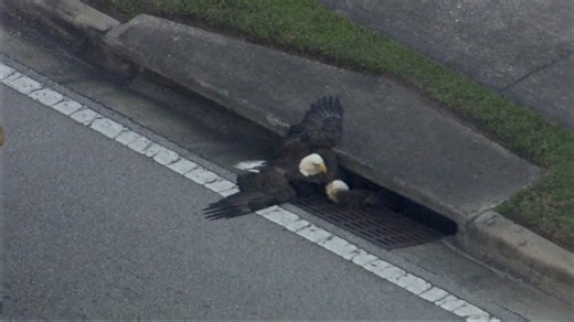 Video Bald Eagle Rescued From Florida Storm Drain After Brawl With Another Eagle