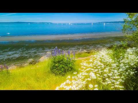 Natural Ocean White Noise | 4K Summer Day on the Seattle Coast (Waves & Wildflowers) - Ep 2