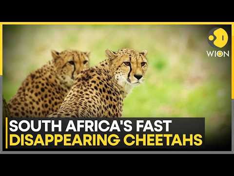 Study: Only 119 Free-Roaming Cheetahs Remain Outside Reserves | WION