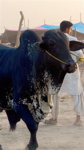 Northern Bypass Karachi Cow Mandi Unoading❤️Bakra Eid #shorts #cow #cowvideos #bull #viral #cowmandi