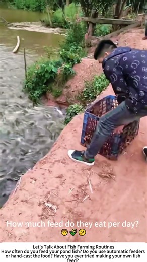 Feeding Fish in a Pond – Hungry Swarm Gathers for a Meal 🐟