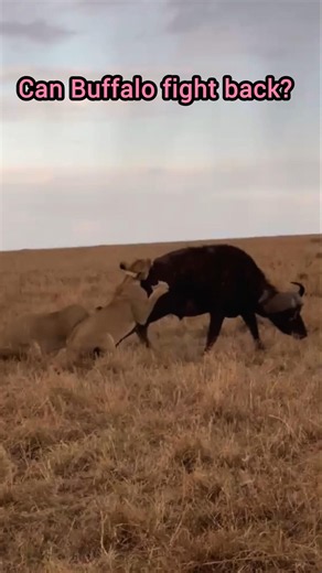 Lions Vs Buffalo: 🦁 vs 🐃 #lionhunting #hunting #wildanimals
