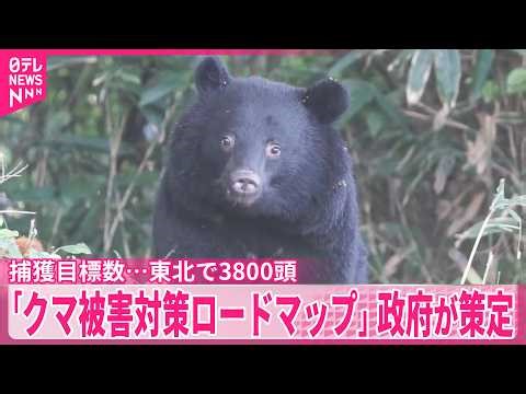 【クマ被害対策ロードマップ】政府が策定 捕獲目標数…東北で3800頭