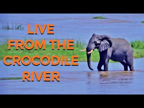 Live from the Crocodile River at the Kruger National Park