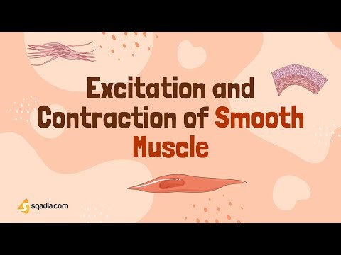 Excitation and Contraction of Smooth Muscle | Introduction