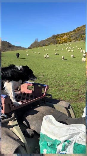 Amazing Border Collie Dog Shows Off Skills