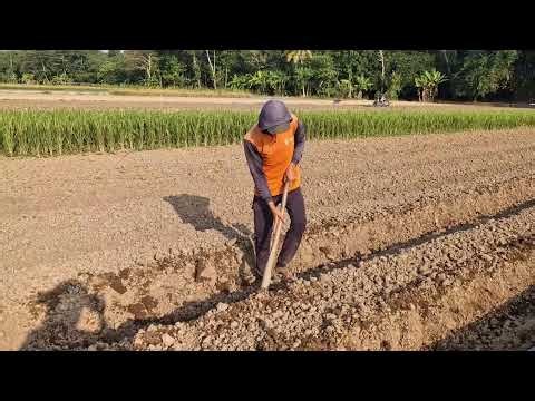 BRILLIANT FARMING IDEA! AMAZING BED MAKING WITH A SIMPLE TOOL - agricultural