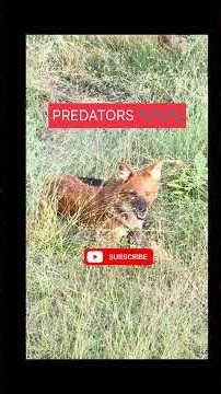 WILD DOG / DHOLE / PREDATORS! 🐺