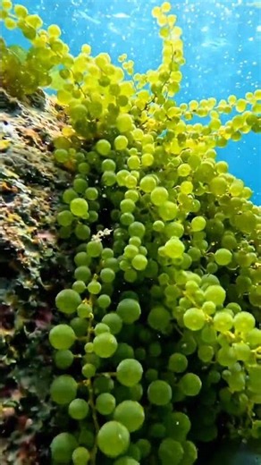 Sea Grape Life cycle : Seed to Mature Sea Grape #trending #nature