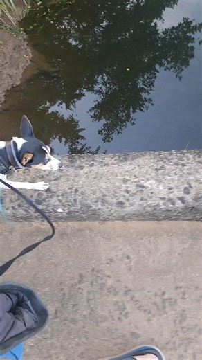 8587. Heel up on curb distractions wildlife traffic sniffs bridge 23 Dec 2025 AK