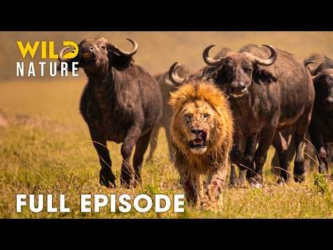 African Savannah (Full Episode) | Survival Of The Fittest Predators | Wildlife Documentary