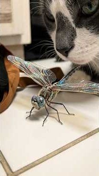 3 of 4. Buffalo Brings the Dragonfly Into the Kitchen! 😳🪰 Mommy Was So Surprised! #buffalo ‪@SonyYu‬