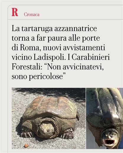 Allarme tartarughe azzannatrici a Roma