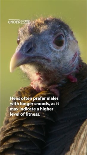 A face that only a mother and female turkeys could love 😅 #Underdogs