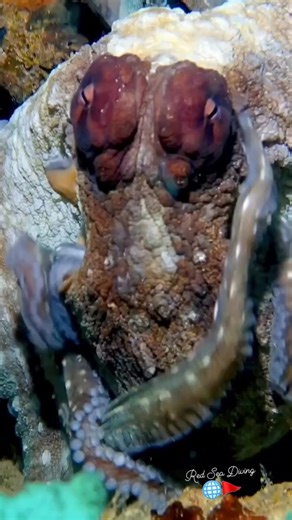 A stunning octopus close-up — alien eyes, shifting skin, and textures that change in seconds 🐙👀 Its intelligence shows in every move, blending into the reef like pure magic. One of the ocean’s most fascinating creatures! #octopus #closeup #marinelife #camouflage #divelife | Red Sea Diving