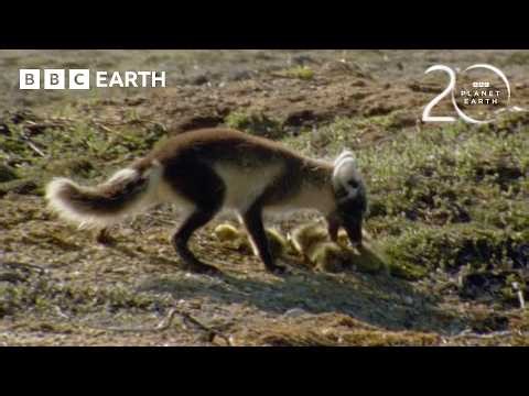 Arctic Fox vs Snow Geese | 20 Years of Planet Earth | BBC Earth