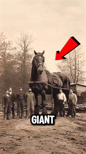Meet The Giant Horses That Are Bigger Than You! 😱🐴 #giant #animalfacts #viral