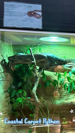 Giant Python 🐍Australian Wildlife🇦🇺Lone Pine Koala Sanctuary #shorts #youtubeshorts #brisbane #yt