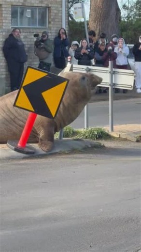 Beloved Neil the Seal: marketing genius or Tassie’s muse?