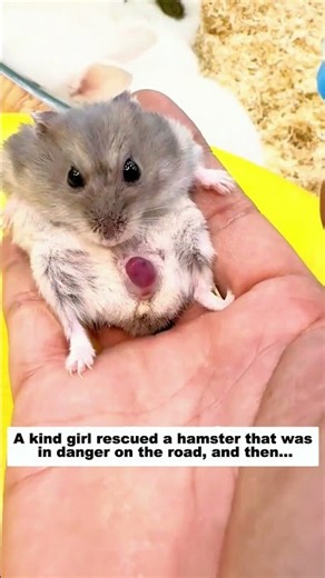 A Kind Girl Rescued a Hamster in Danger on the Road, and Then...