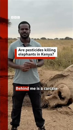 Are pesticides killing elephants in Kenya? #Elephants #Kenya #BBCNews
