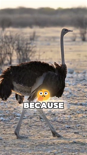 Why Farmers Catch Ostrich Eggs Mid‑Air