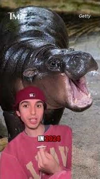 🦛 A man was arrested for climbing into the enclosure of Moo Deng