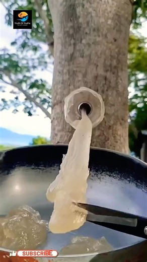 Tree Gum That Strengthens Bones ll TOT FACTS