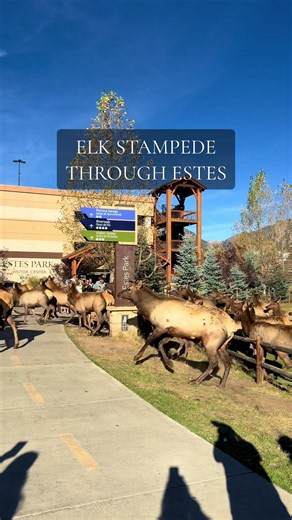 Elk Stampede Through Estes Park: Surreal Wildlife Encounter
