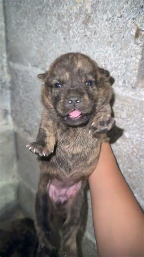 The Most Lovely Puppies Look so Beautiful #pets #puppy #animals #cute #cutepup #chiweenie #pawfect