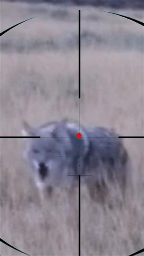 Wolf Shooting | Tiro al lupo | ​Tiro al lobo