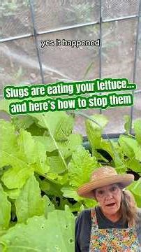 How to Stop Slugs Eating Your Lettuce (Easy Fix That Works Overnight)