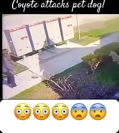 WWYD?! Coyote violently attacks Pet Dog in front of owner! #dog - NewsBreak
